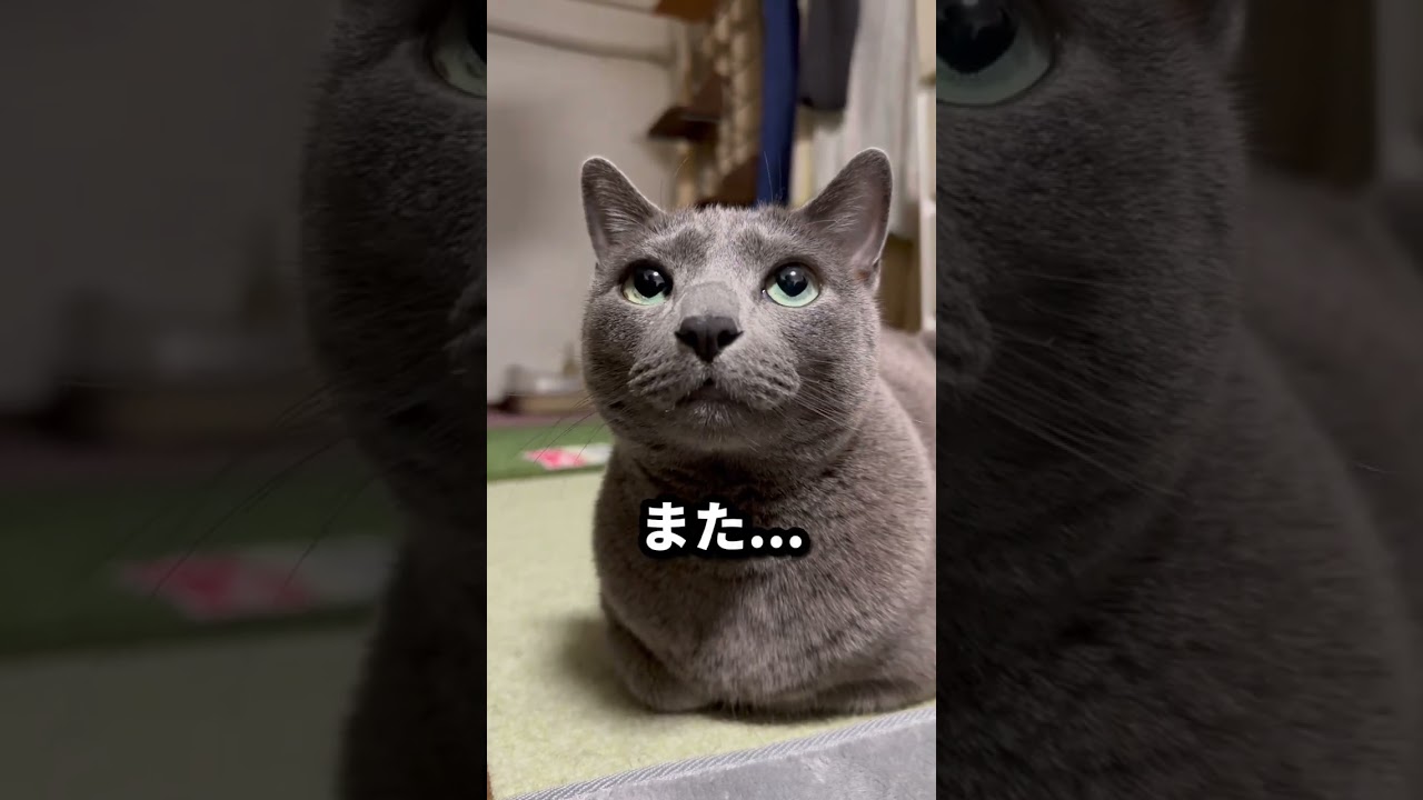 【ロシアンブルー】めろん、めっちゃ見てきます🫢【猫】#shorts