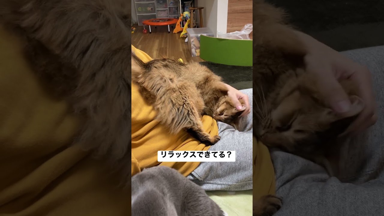 【不安定】膝の上で甘えるソマリ【尻あげてる】#cat #shorts #somali #猫 #ソマリ #ねこ
