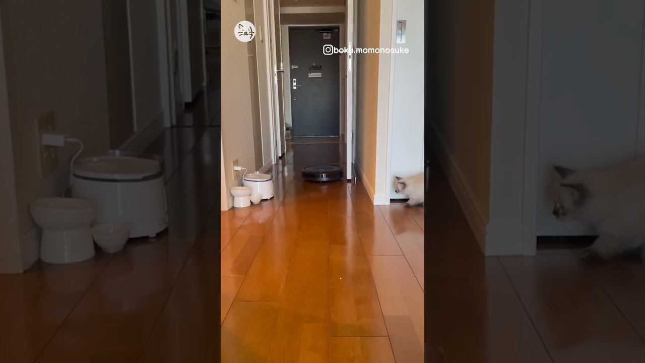 油断大敵！サイベリアン子猫のもものすけくん🐈Don't be too sure of yourself！ #猫王国 #サイベリアン #子猫 #cats