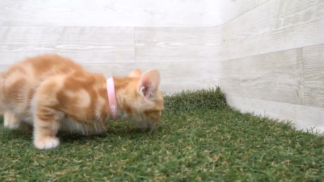 Coo&RIKU　No00616771 アメリカンショートヘアー