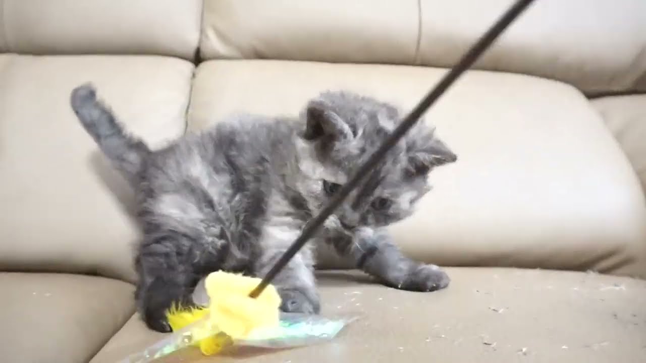 セルカークレックス子猫　2023.1.5産まれ 　シルバータビー　男の子　シーダキャット猫のお店　Selkirk Rex