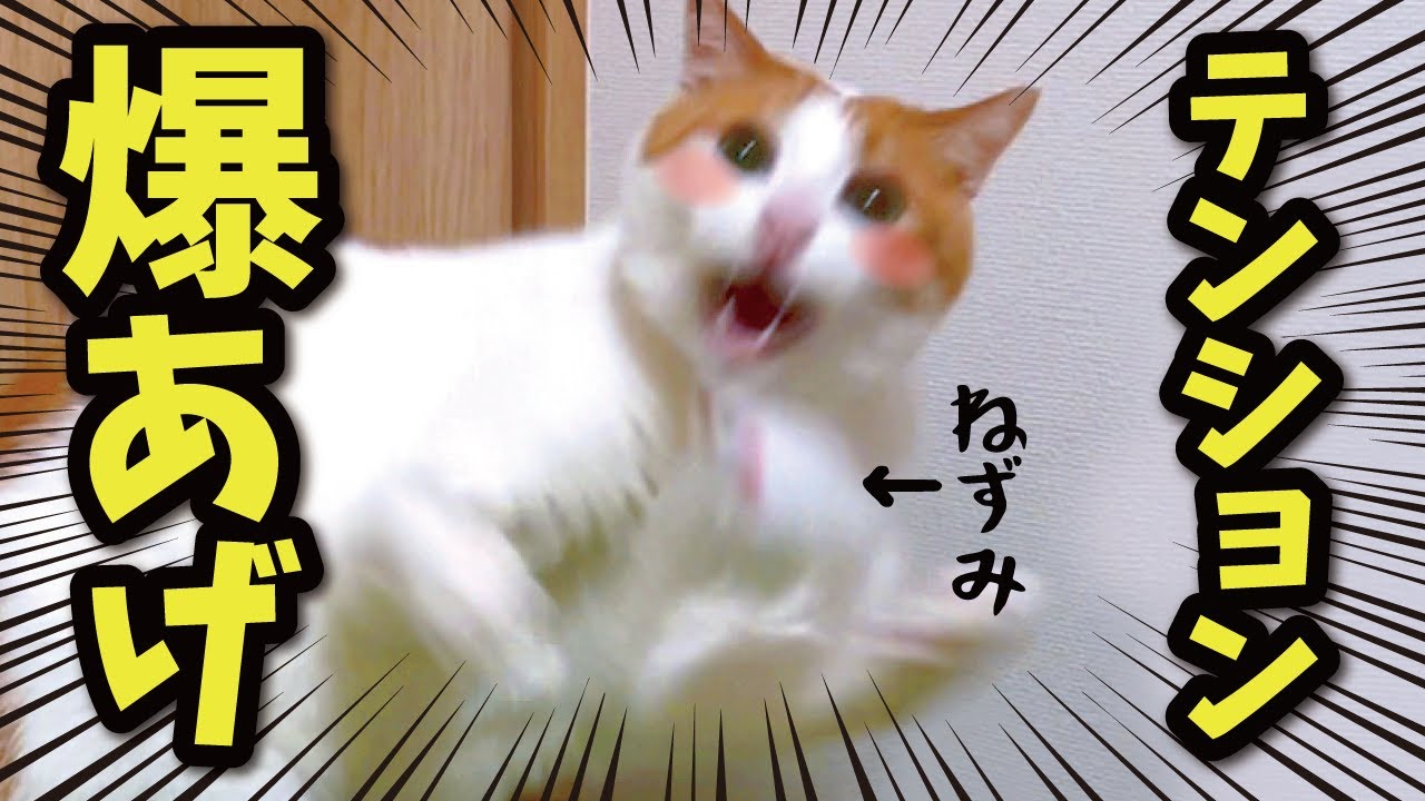 体調不良気味だった先住猫が元気いっぱいになりました【関西弁でしゃべる猫】