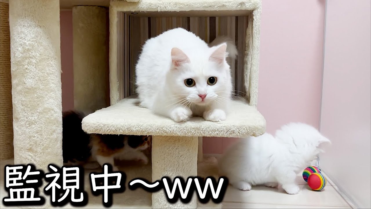 【マンチカンの子猫】子猫達を厳しく監視するママな件 ∼猫のいる生活Vol.622∼ 出産動画 マンチカン短足・ミヌエット・ペルシャ猫専門ブリーダー『ペット蔵人』【子猫の成長記録】