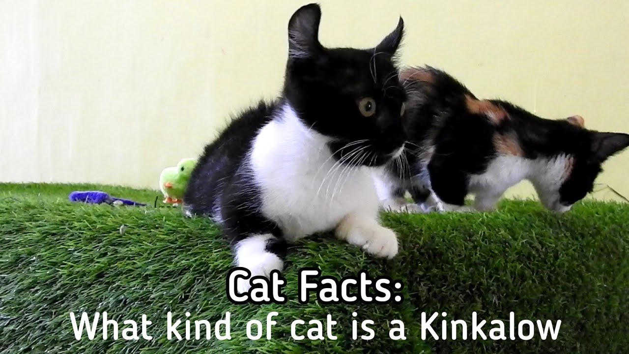 猫の事実：キンカローはどんな猫ですか