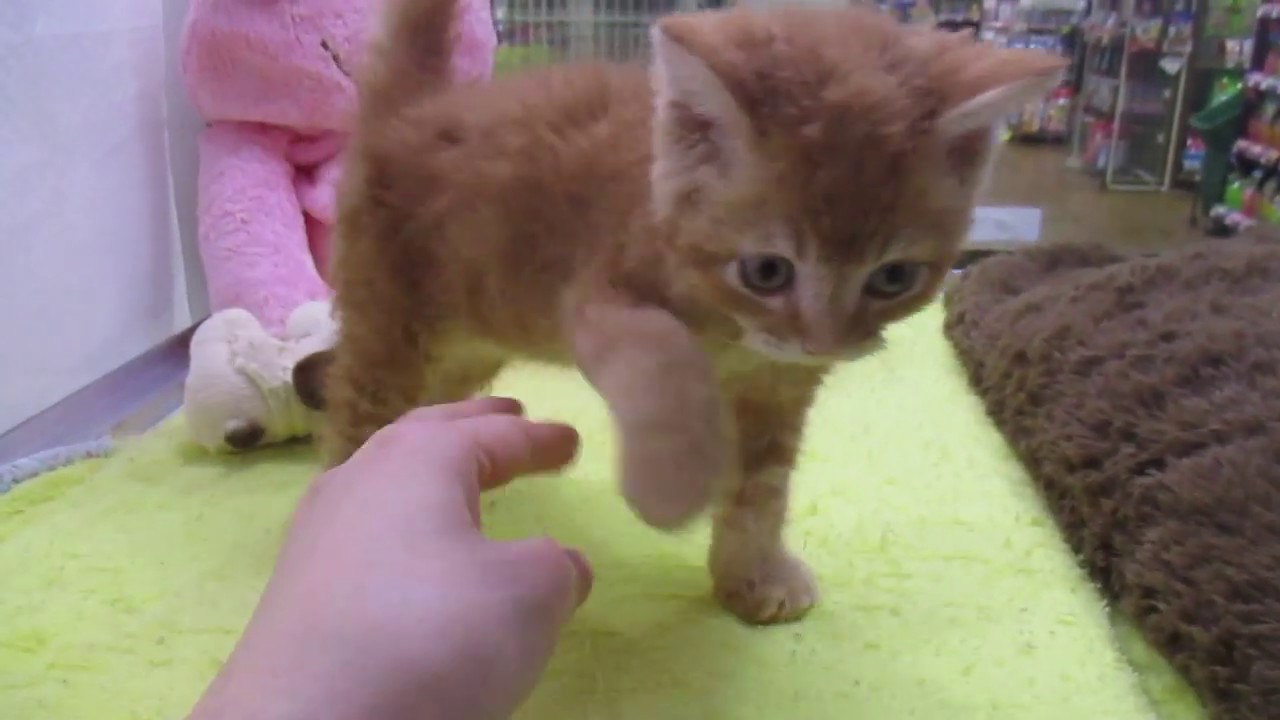 くりんくりん♪セルカークレックスのあかちゃん☆