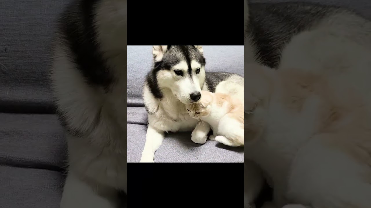 夜中に寂しくてハスキー犬に甘える子猫......#shorts