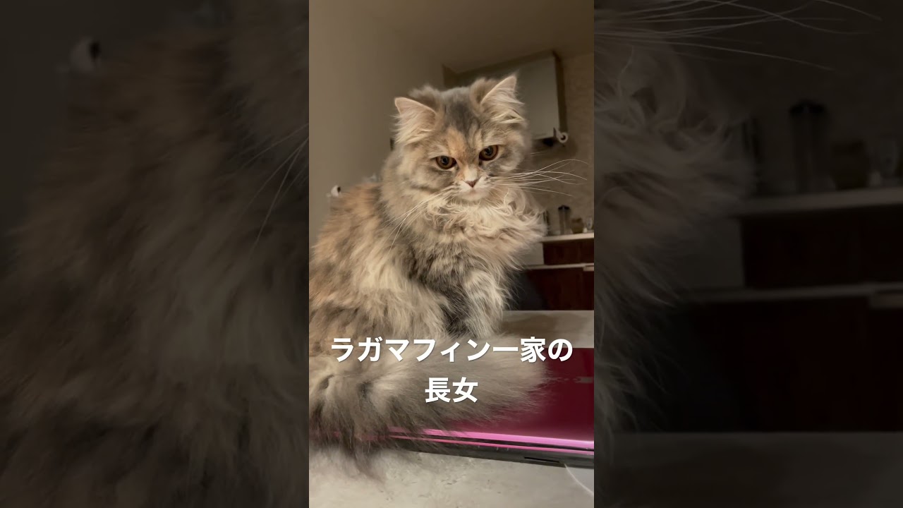 猫の日ラガマフィン一家全員紹介③めめ #ラガマフィン #猫のいる暮らし #子猫動画