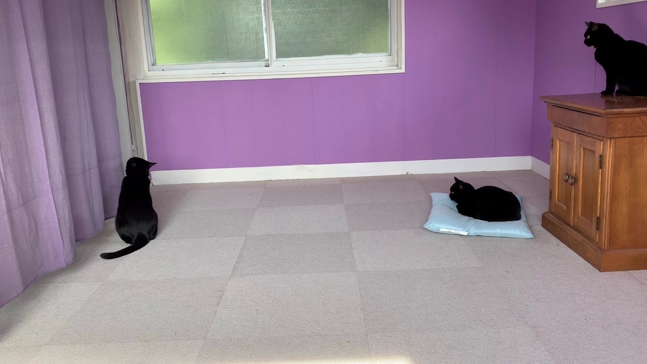 突然カーテンで激しく遊ぶ猫が面白い！黒猫ボンベイ