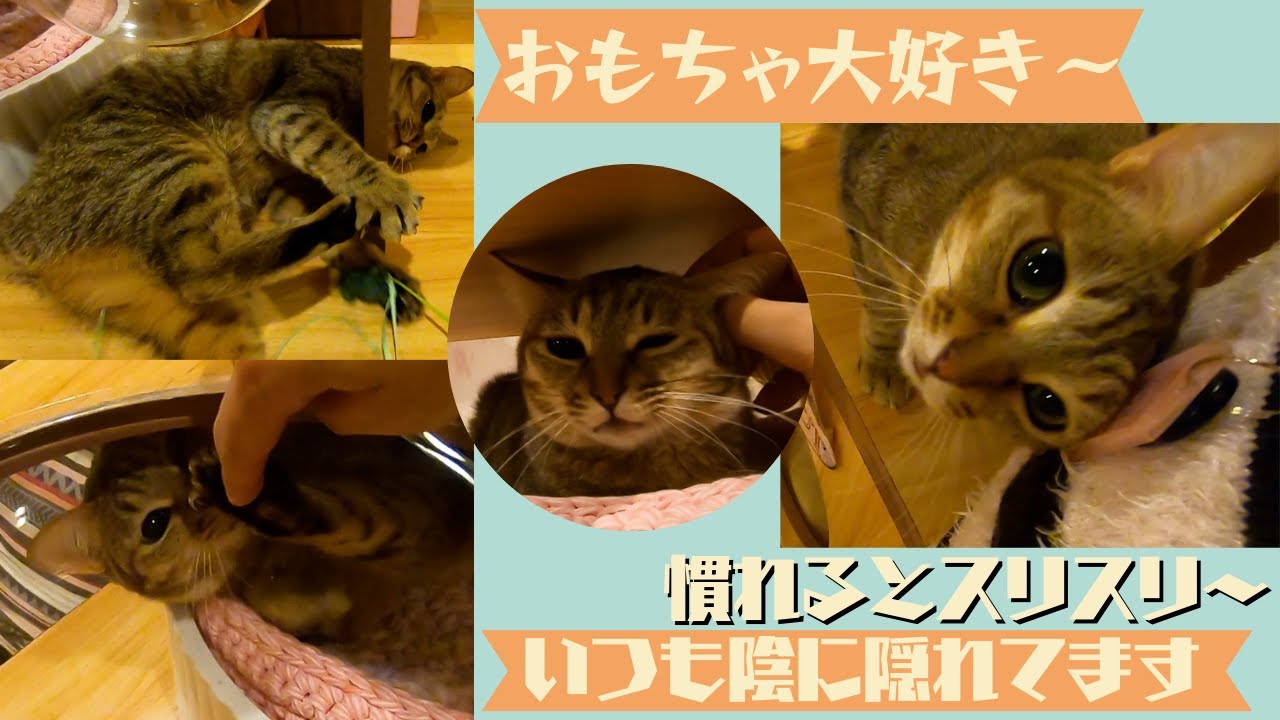 オシキャットに似たキジトラは引っ込み思案　慣れるとスリスリ甘えん坊（保護猫カフェ猫の恵庭）難波 Brown tabby cat is homebody accustomed and spoiled