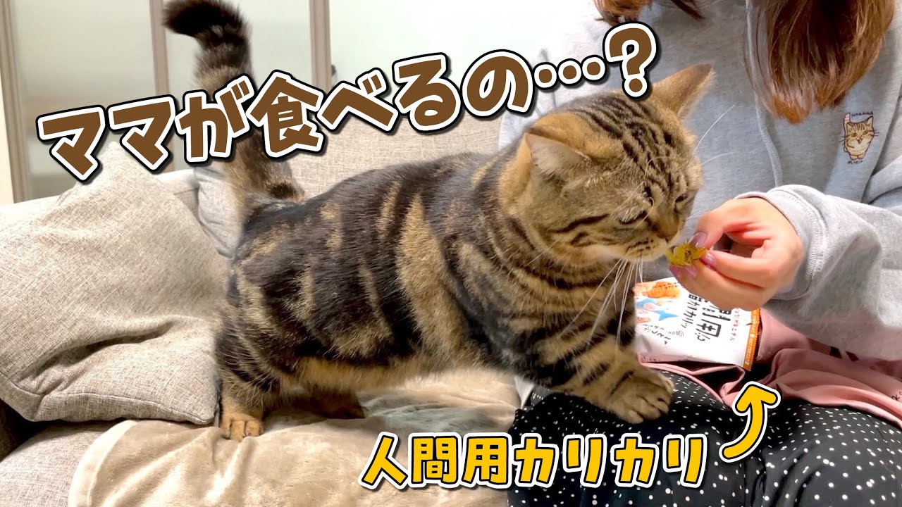 【お知らせ有り】猫の気持ちになろうと思ったらまさかの展開になりましたw