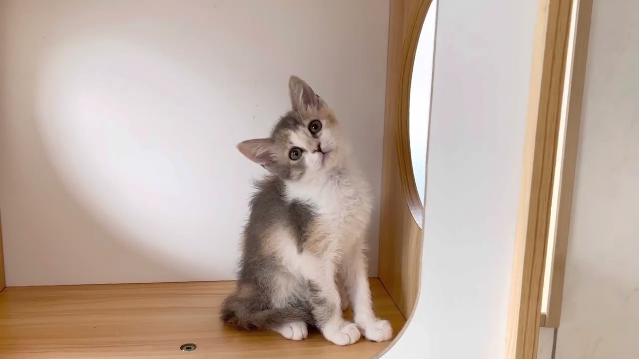 スクーカム︎︎ ♀