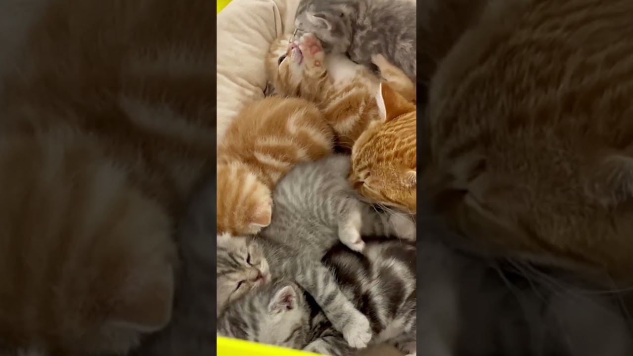 【奇跡】赤ちゃん子猫たちのう◯ちのお世話をし続ける生後4か月の子猫。 #shorts