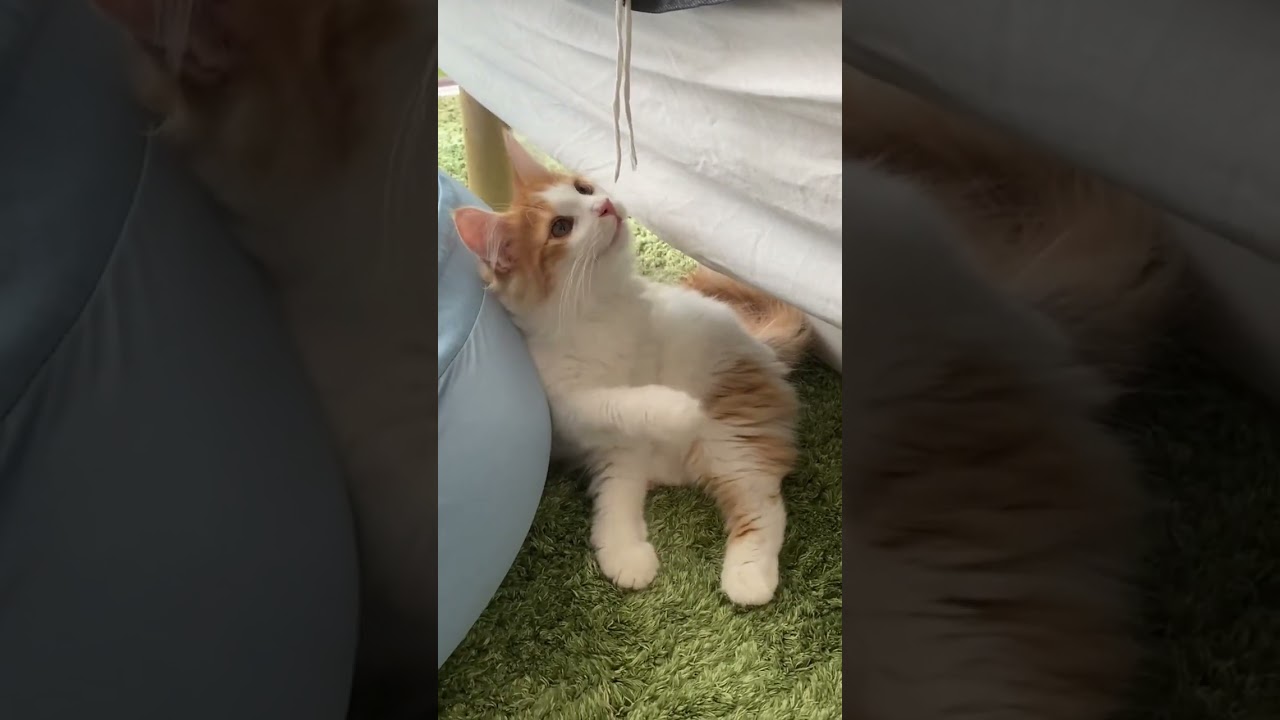花粉の季節🤧子猫ツナのくしゃみ【ノルウェージャンフォレストキャット】 #shorts