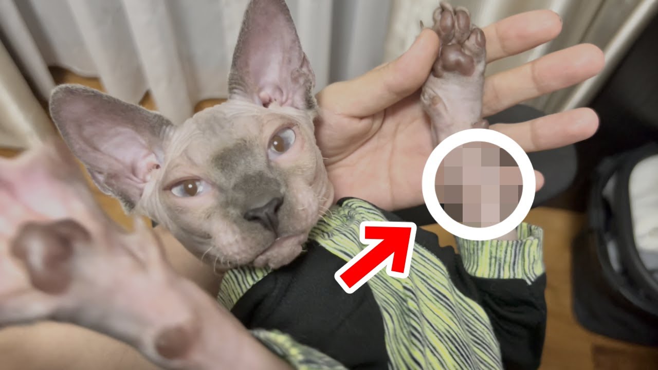 猫の手に新たな指発見!?【スフィンクス猫】