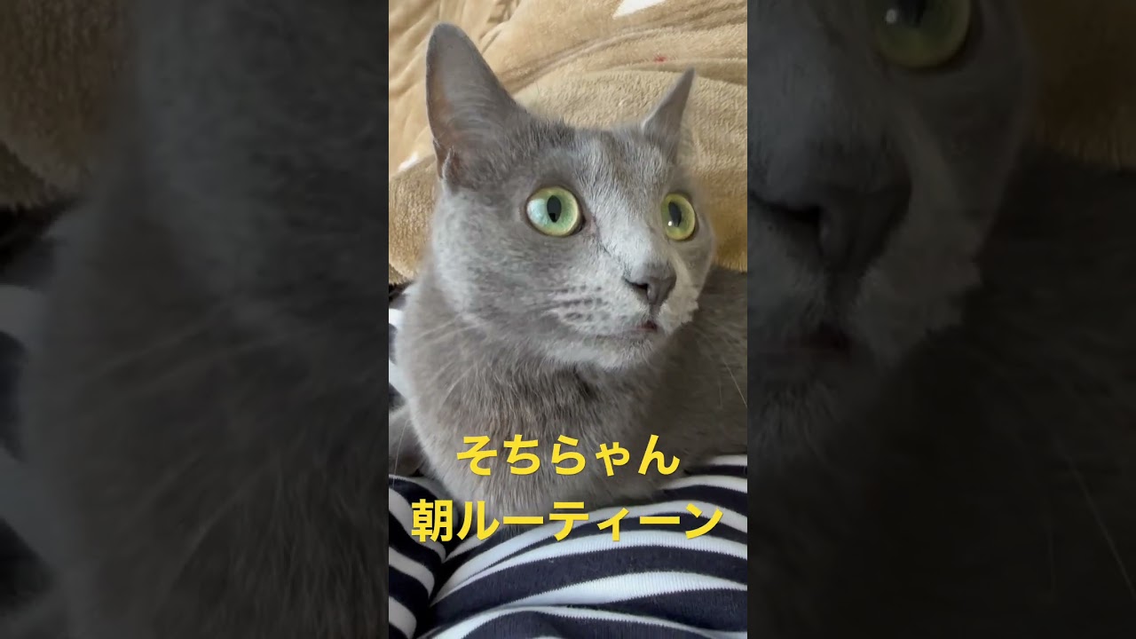 朝だけパパに激甘になる猫（ロシアンブルー）#shorts