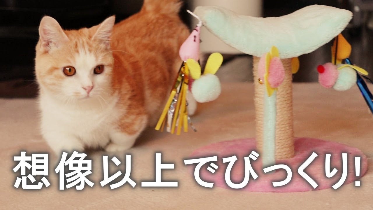 きよしの行動を見て改めて驚きました