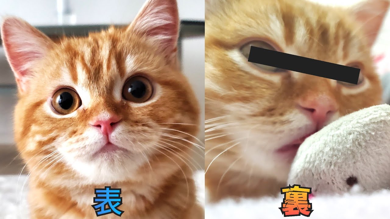 子猫がみせた本当の顔…