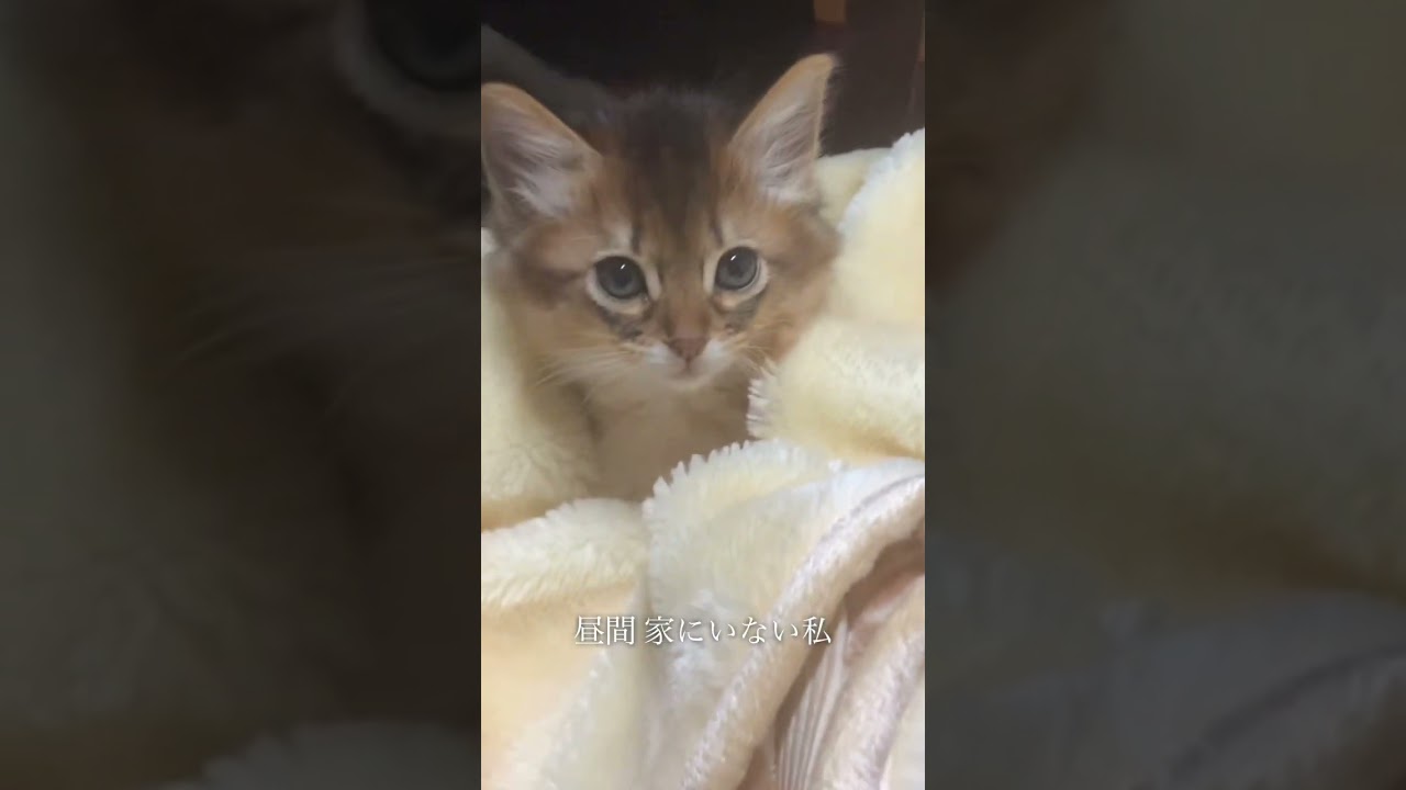 子猫は立ちながら寝た