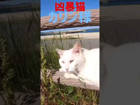 あの凶暴猫のカリン様が軽快にじゃらし遊び‼️ Ferocious cat #shorts