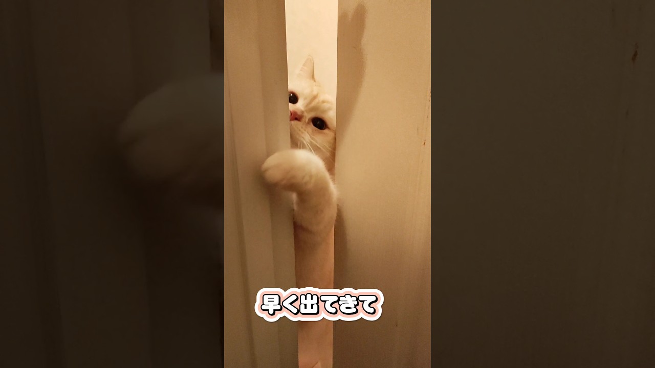 トイレの前で待ってる 猫 かわいい しぐさ スコティッシュフォールド #スコ猫はるる君 #shorts #猫 #スコティッシュフォールド
