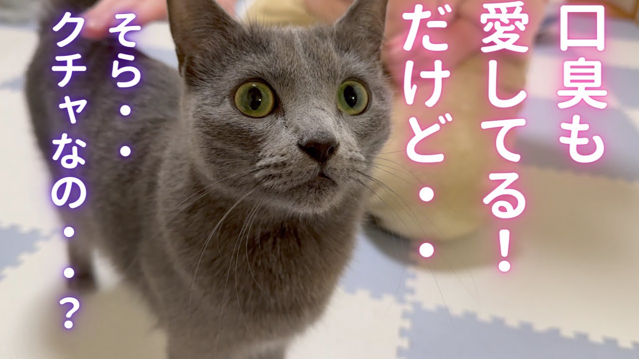 オーラルケアとデンタルケアに挑戦する猫（ロシアンブルー）