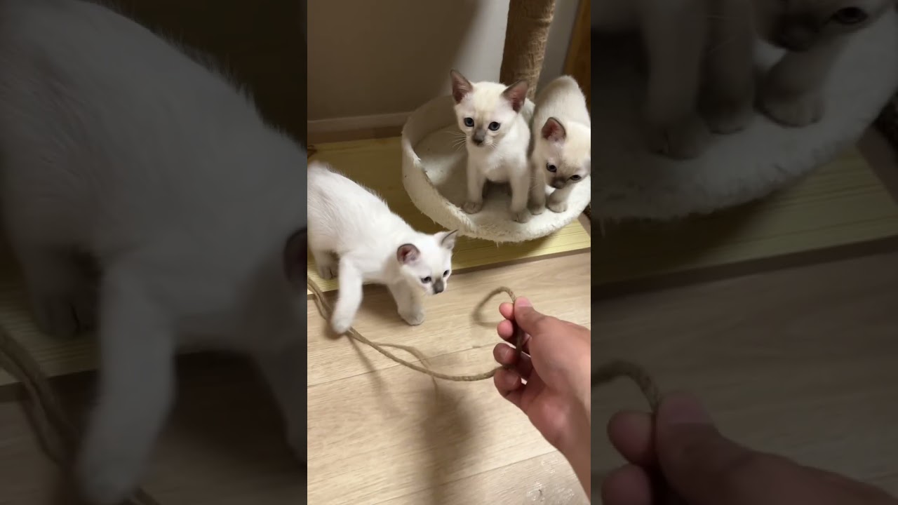 トンキニーズって知ってる？？#トンキニーズ　#マンチカン　#ミヌエット　#ブリーダーの日常　#猫のいる暮らし #cat