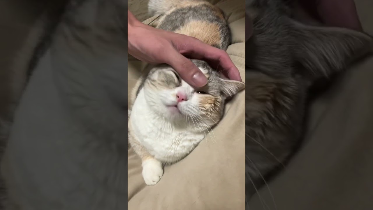 #マンチカン #猫