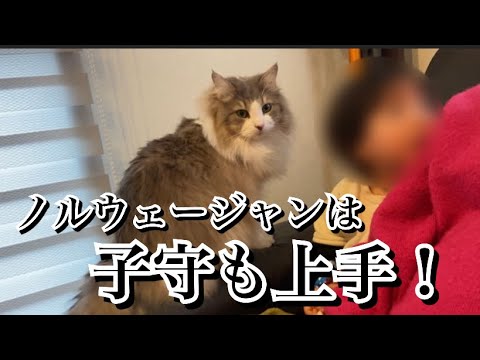 小さい子のお守りも超得意！ノルウェージャンフォレストキャット