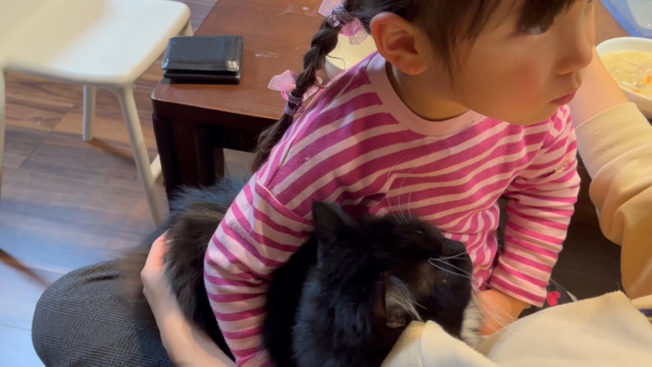 4歳児とママの奪い合いをする猫　ラガマフィン　Cat competing for mom against child