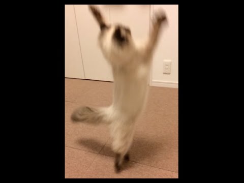ヒマラヤンのジャンプスローモーション