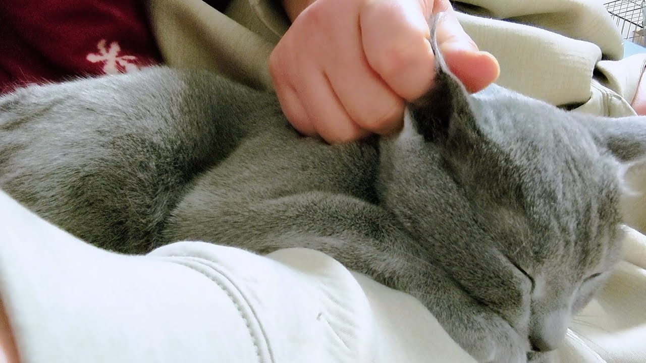 【猫動画】嫁から優しくマッサージされるロシアンブルー【russianbule】Russian blue gently massaged by his wife