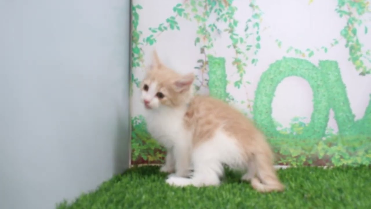 Coo&RIKU　No604106　ノルウェージャンフォレストキャット