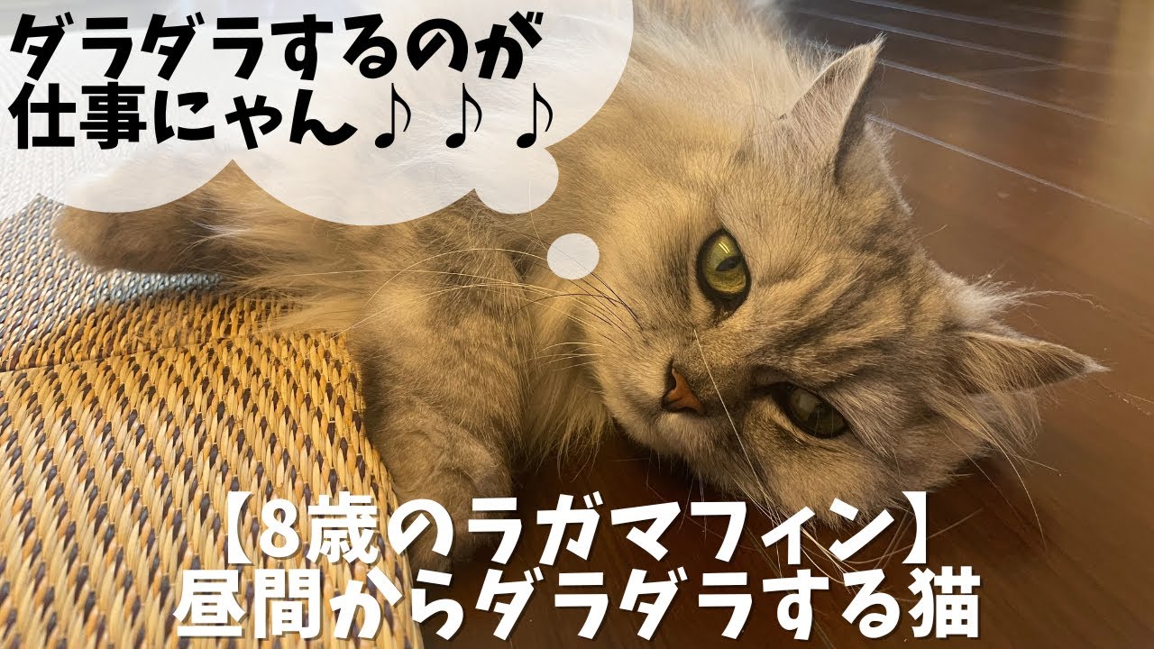 8歳のラガマフィン 昼からダラダラする猫