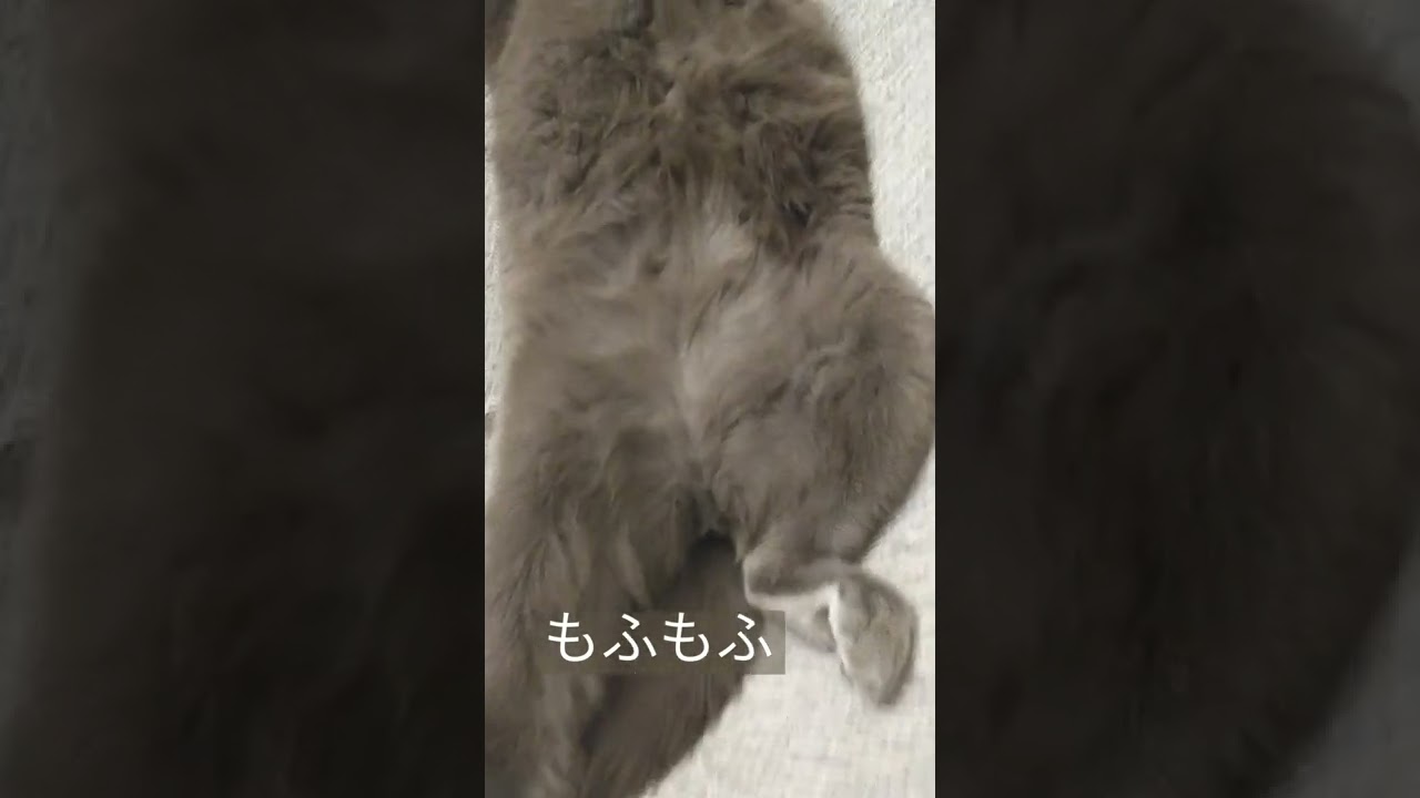 シャルトリュー ヘソ天