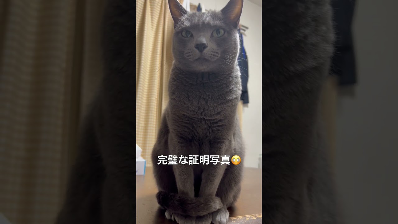 【ロシアンブルー】めろんの証明写真⁇🫢【猫】#shorts