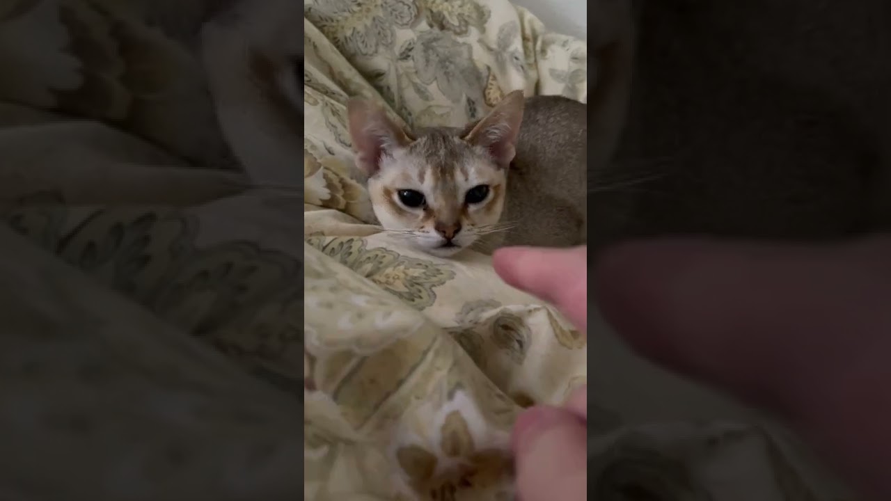 [シンガプーラ] 指をチロチロするアオくん😍