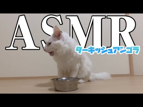【ASMR】ターキッシュアンゴラがカリカリご飯を食べる姿に癒される！