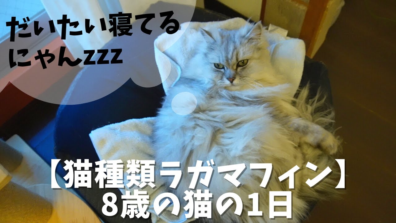 猫種類ラガマフィン 8歳の猫の1日