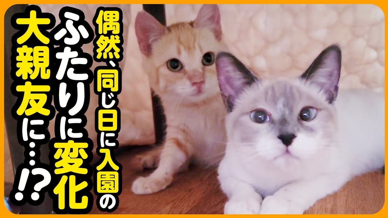 過酷な日々を乗り越えた2匹の子猫が、大親友になりました♪