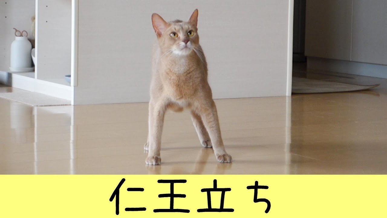 運動会から最後に力尽きる猫（アビシニアン）