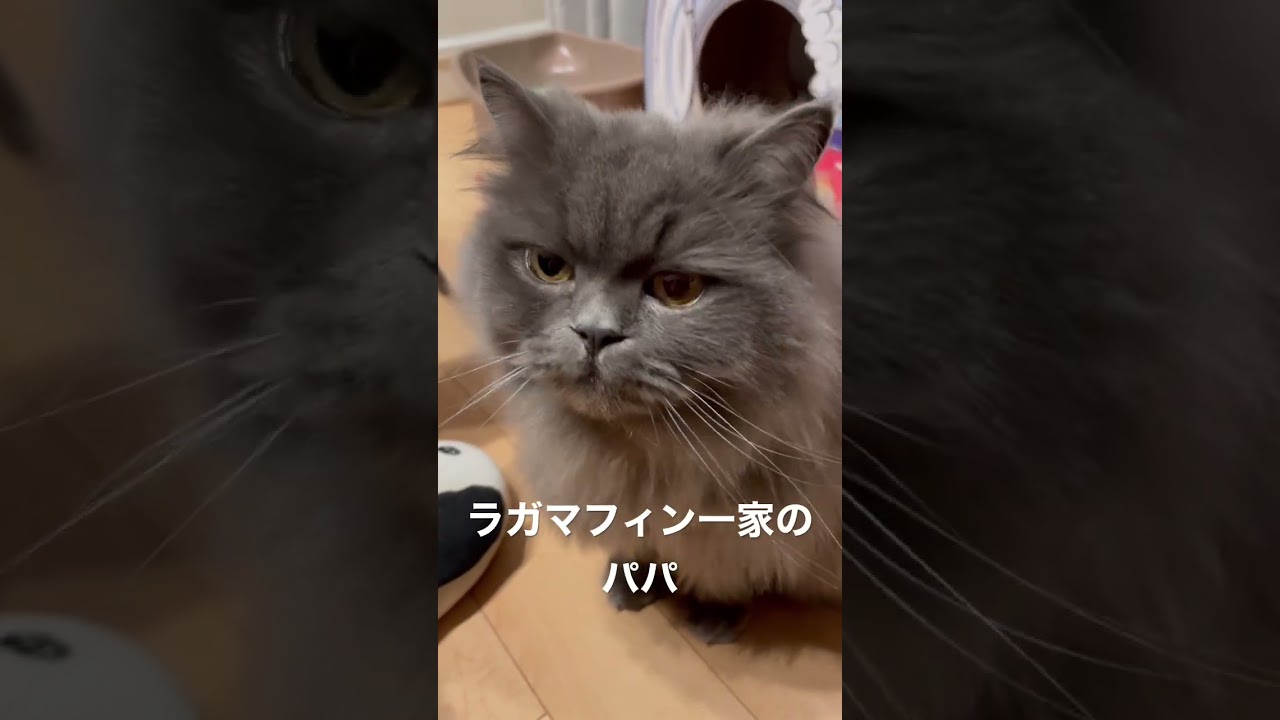 猫の日ラガマフィン一家全員紹介①ボム #ラガマフィン #猫のいる暮らし #猫動画