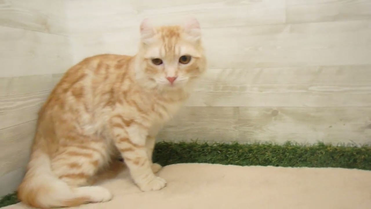 Coo&RIKU　No00584848 アメリカンカール