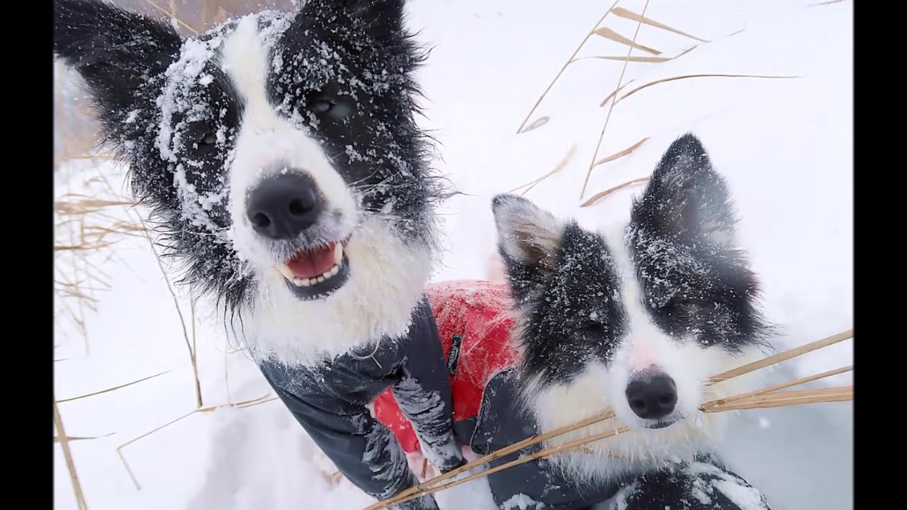 2018Decスノーシュー那須福島