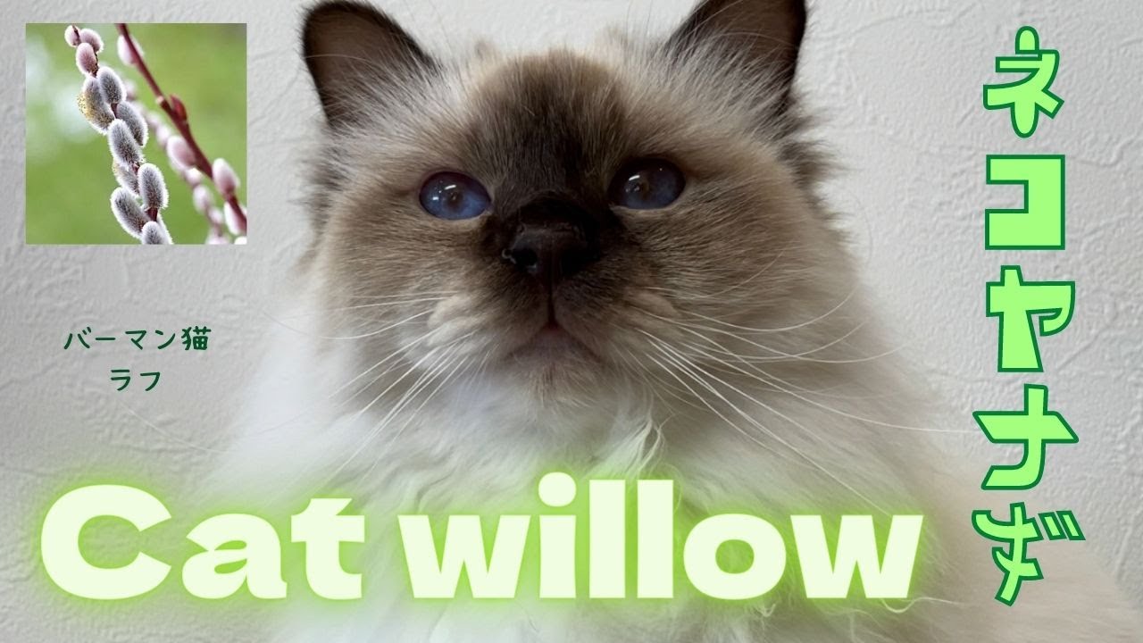 バーマン猫ラフ【ネコヤナギ】Cat willow（バーマン猫）Birman/Cat