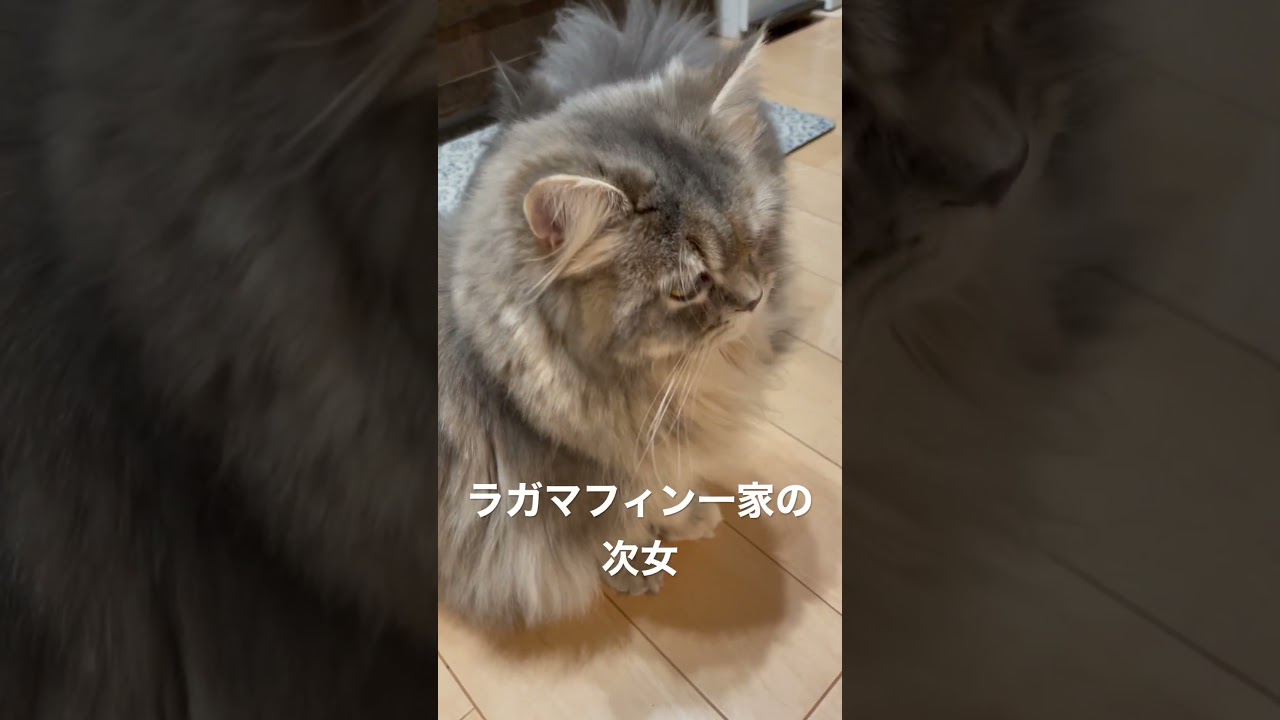 猫の日ラガマフィン一家全員紹介④はな #ラガマフィン #猫のいる暮らし #子猫動画