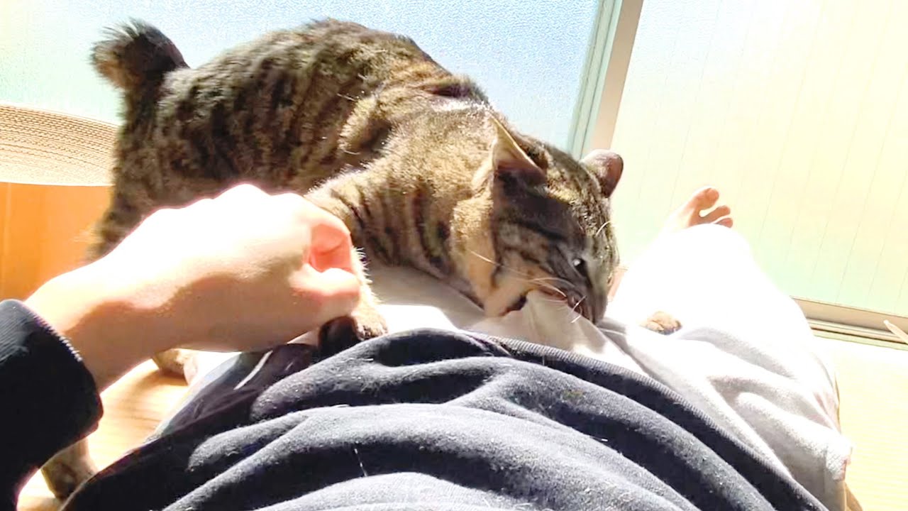 子猫が凶暴化して俺の股間を噛みちぎりました…