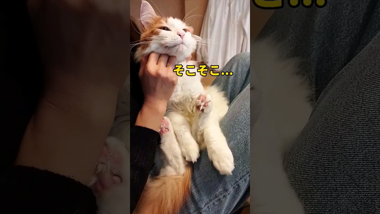 モフモフ猫を愛でると最後こうなる... #cat #メインクーン #猫かわいい