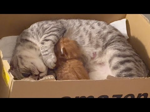 赤ちゃん子猫の鳴き声で慌てて戻って授乳を頑張る母猫...赤ちゃん子猫の成長記録 Tiny Baby Kitten Meowing