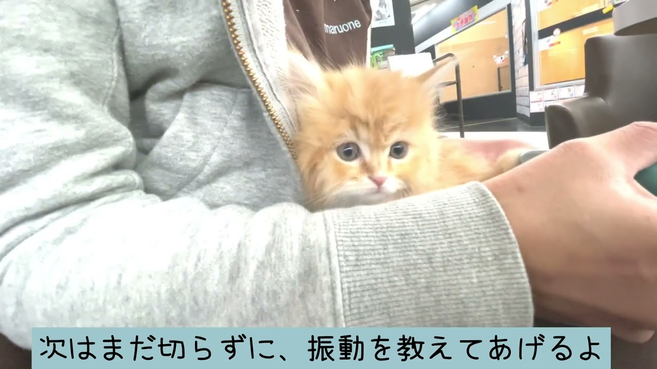 【2023年2月22日撮影】ラガマフィン　初めての足裏バリカン