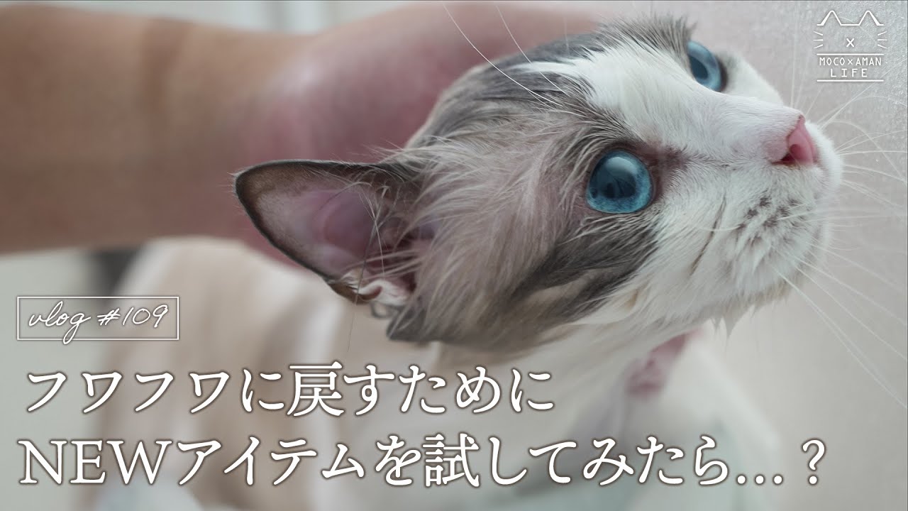 【買ってよかった】お風呂で猫をフワフワに戻すオススメアイテム｜ラグドール猫 #109